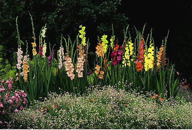 网传《声名狼藉》系列新作将在PS5展会上出现